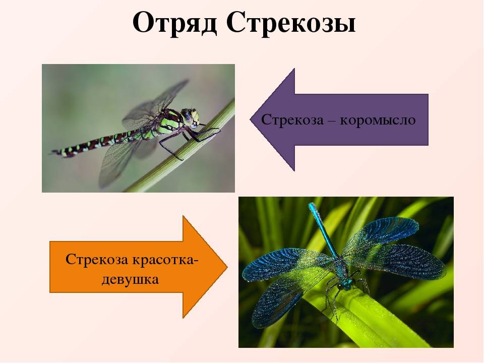 Рыжая стрекоза: описание и особенности развития распространенного европейского вида