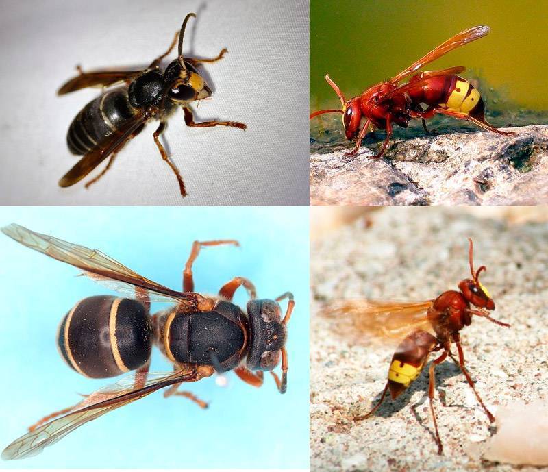 Оса: представитель жалящих насекомых, описание,где живут и чем питаются представители вида