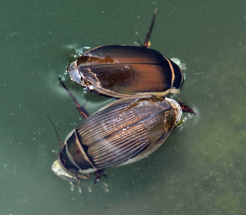 Как избавиться жуков плавунцов в бассейне: лучшие методики