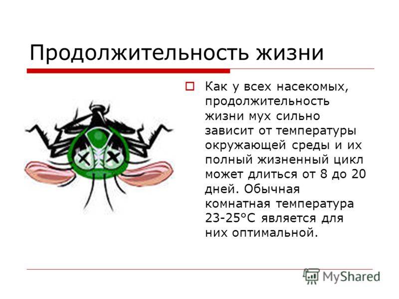 Мухи дрозофилы и серые мухи: строение, жизненный цикл, образ жизни