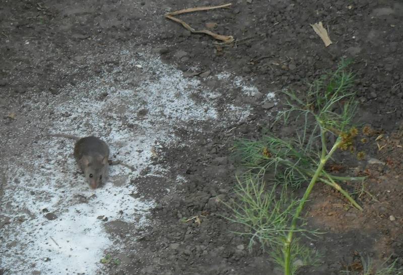 Мышь полёвка фото: чем питается, как выглядит, как зимует, причины появления, особенности борьбы с вредителем
