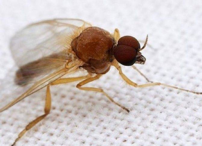 Сколько живет муха: обыкновенная, мошки, в квартире, на улице