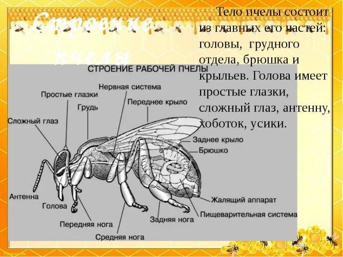 Откуда берутся мухи и чем они питаются. чем питаются разные виды мух