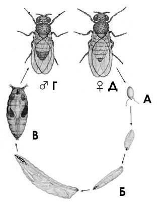 Как живёт и размножается комнатная муха