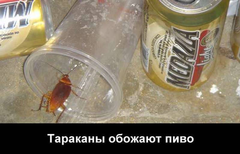 Одолеем прусаков! безопасные способы борьбы с тараканами