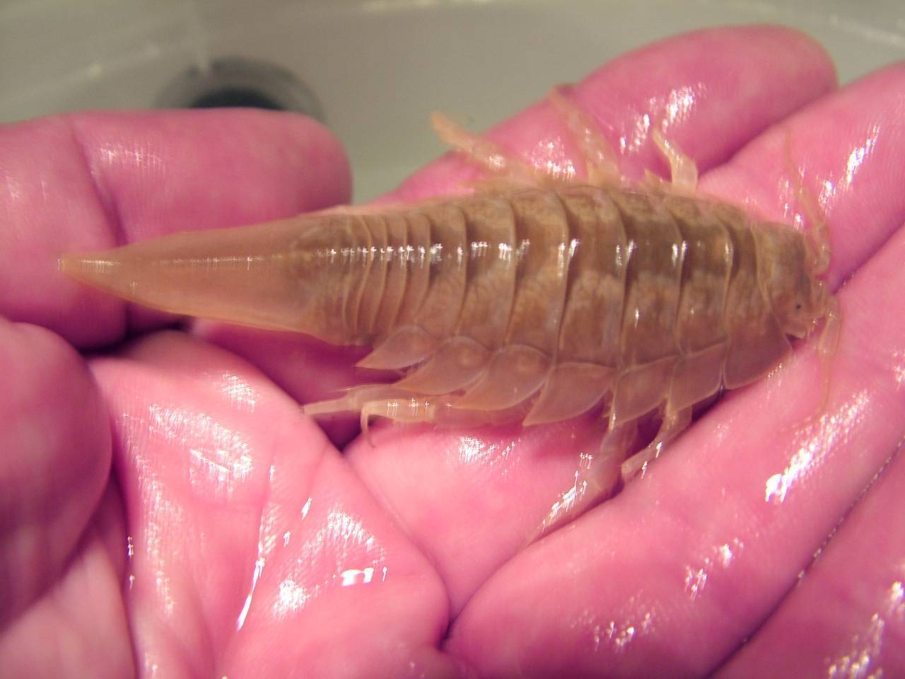 Морской таракан: съедобен или нет, среда обитания, строение, фото