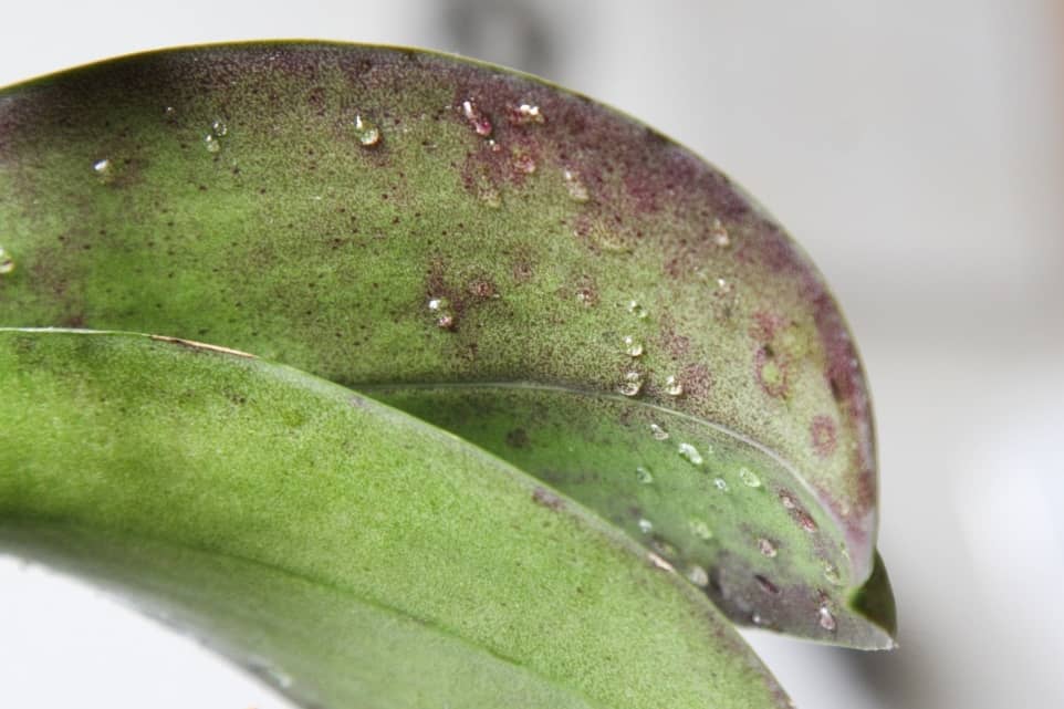 Нематода – коварный вредитель орхидей