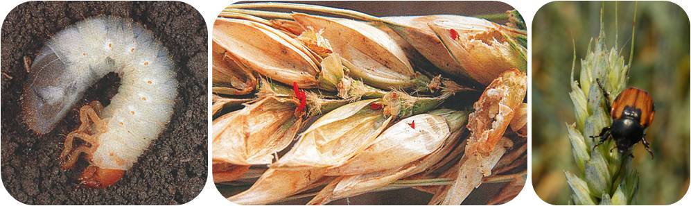 Хлебный жук кузька, жук вредитель хлебных злаков — пропозиция