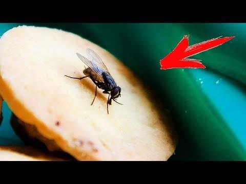 Что будет, если проглотить личинки мухи с пищей, на которой они отложены? что будет если съесть опарыша.