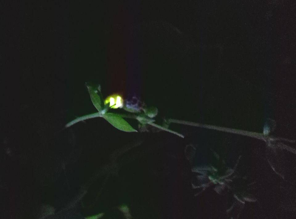 Светлячки – живые фонарики. иванов червячок – зеленый маячок в прибрежной траве ивановские червячки