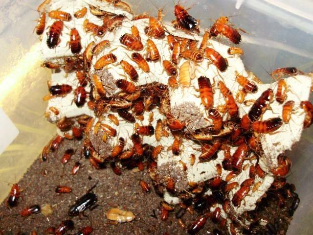 Кормовые тараканы: как разводить и выращивать этих насекомых