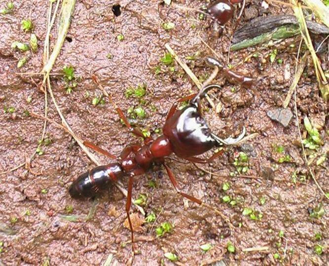 Как избавиться от летучих муравьев?