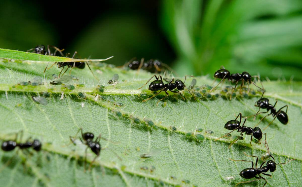 Какую пользу приносят муравьи лесу и людям
