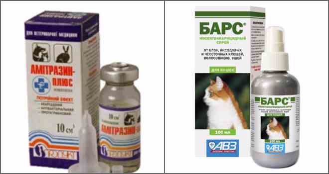 Как вывести ушного клеща у кошек: симптомы болезни, лечение препаратами и народными средствами