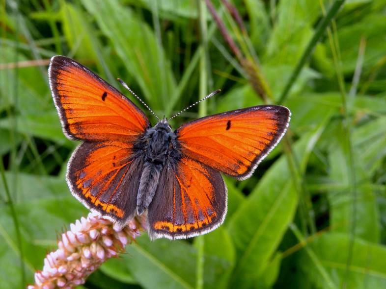 Бабочка многоцветница – сестра близнец крапивницы