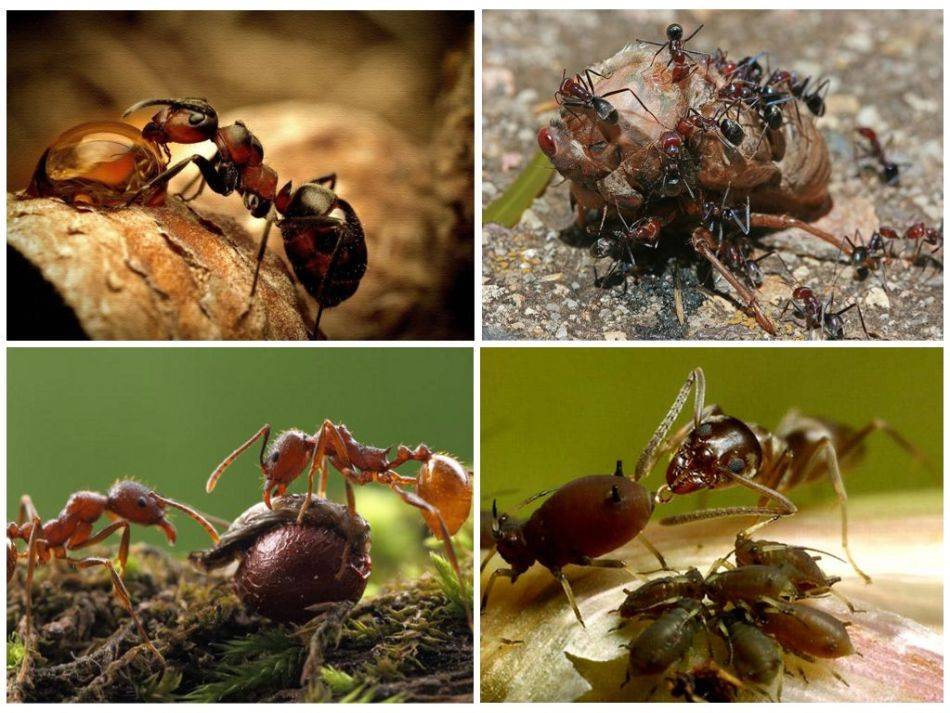 Чем питаются муравьи в природе?
