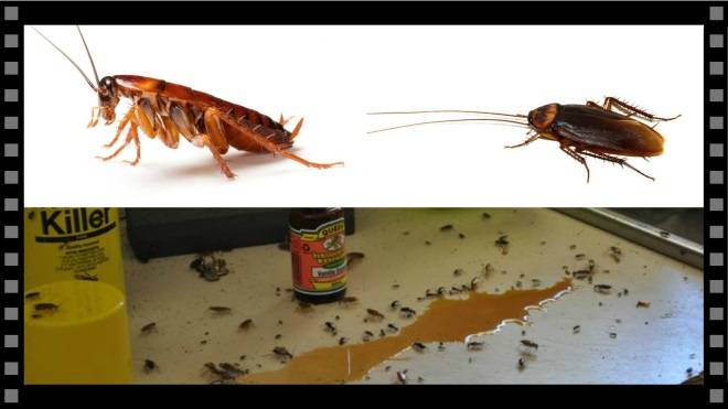 Как вывести тараканов из квартиры навсегда и быстро?