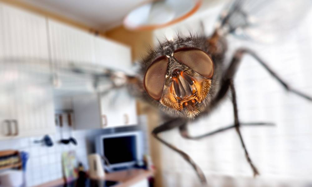 Причины появления большого количества мух в доме