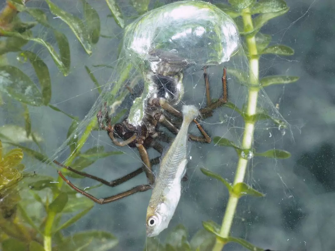 Водяной паук-серебрянка: фото, образ жизни, опасность для человека