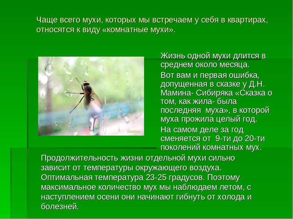 Комнатная муха. развитие, размножение, вред, особенности домашних мух.