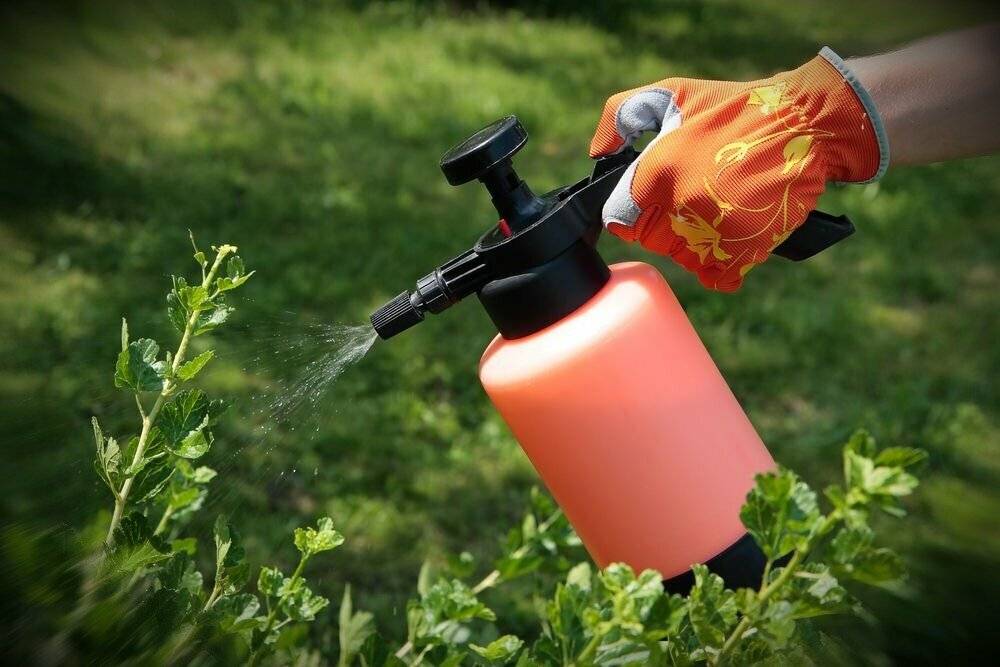 Табачная пыль: инструкция по применению от вредителей в садоводстве