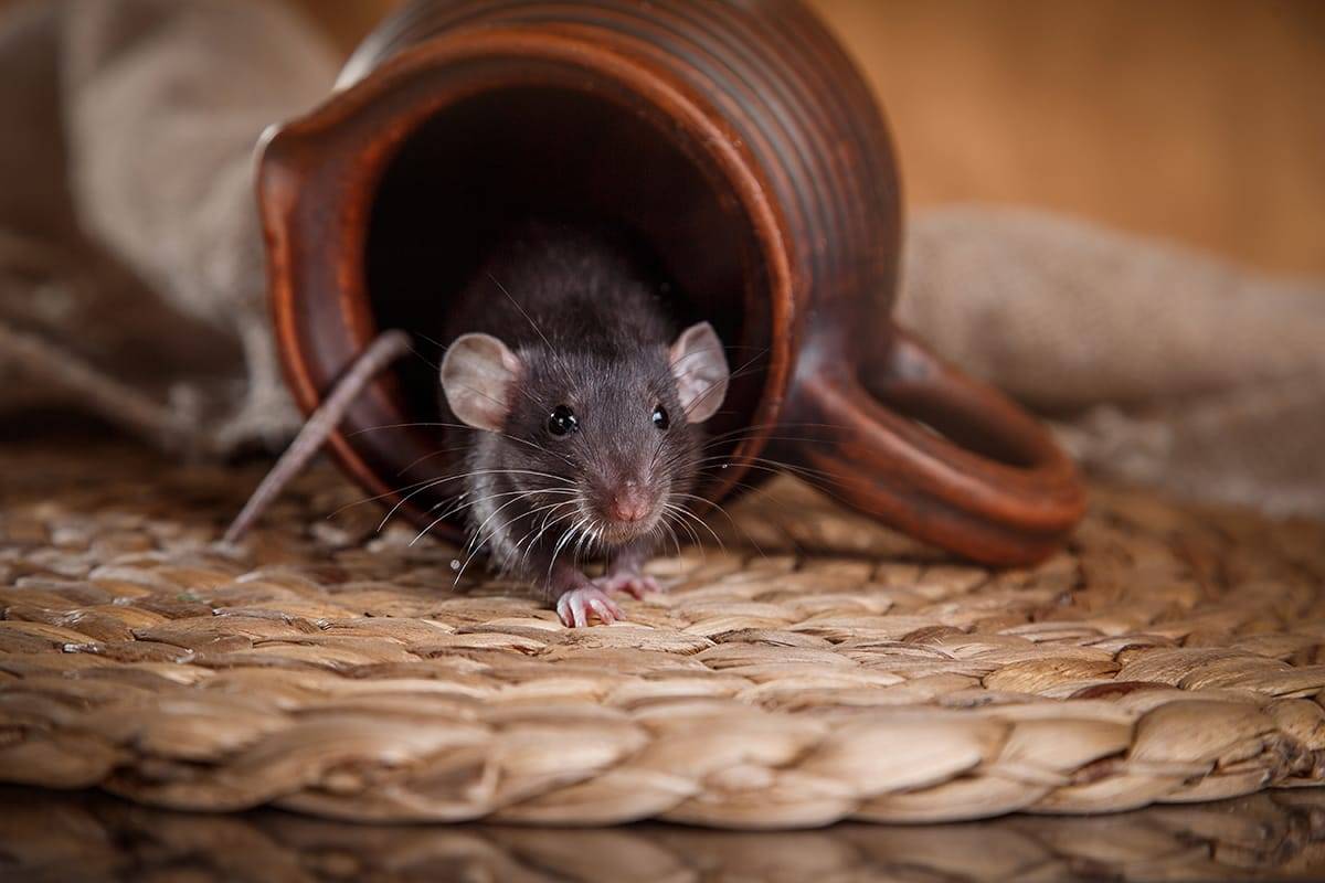 Пошаговая инструкция как избавиться от мышей и крыс в погребе, что грызут картошку