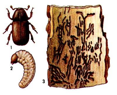 Короед-типограф: жук – стволовой вредитель ели и других хвойных