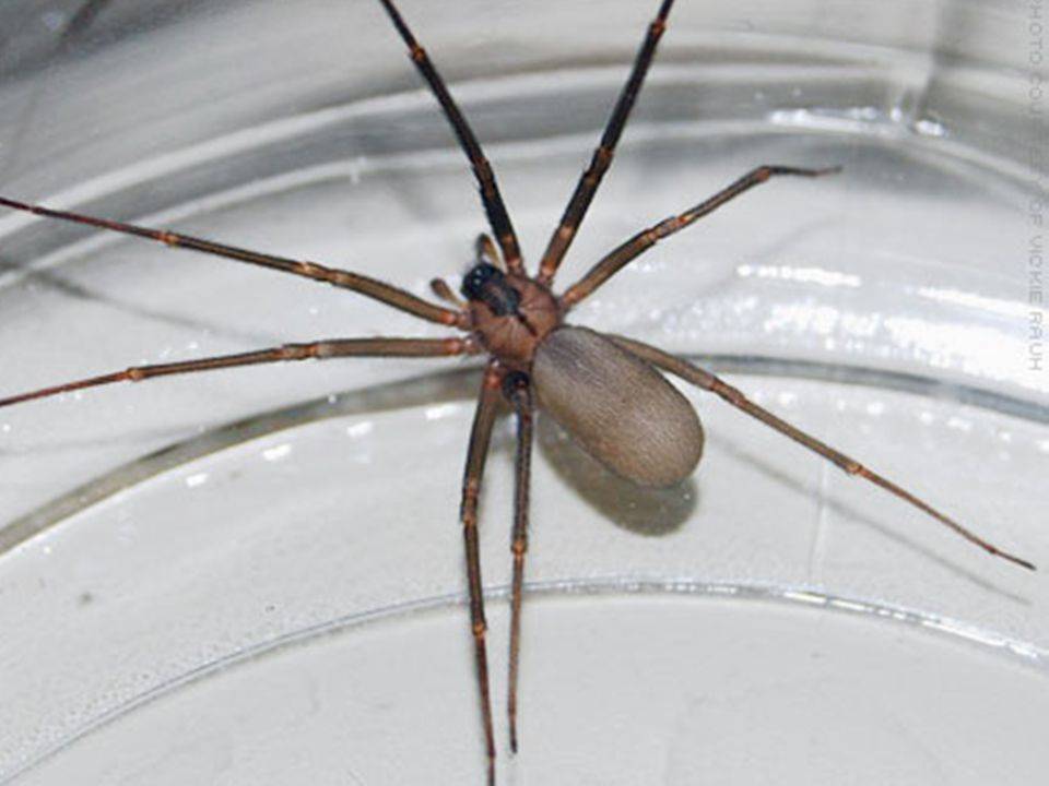 Коричневый паук-отшельник: укус может означать смерть