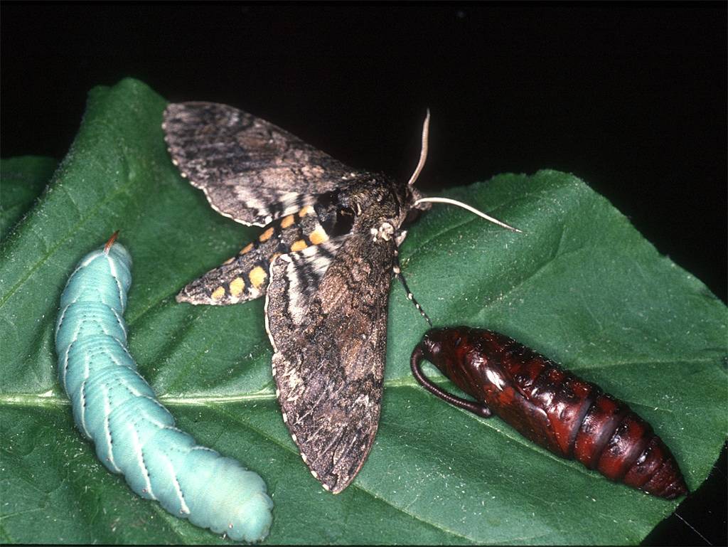 Бражник языкан (фото): особенности и образ жизни необычной бабочки