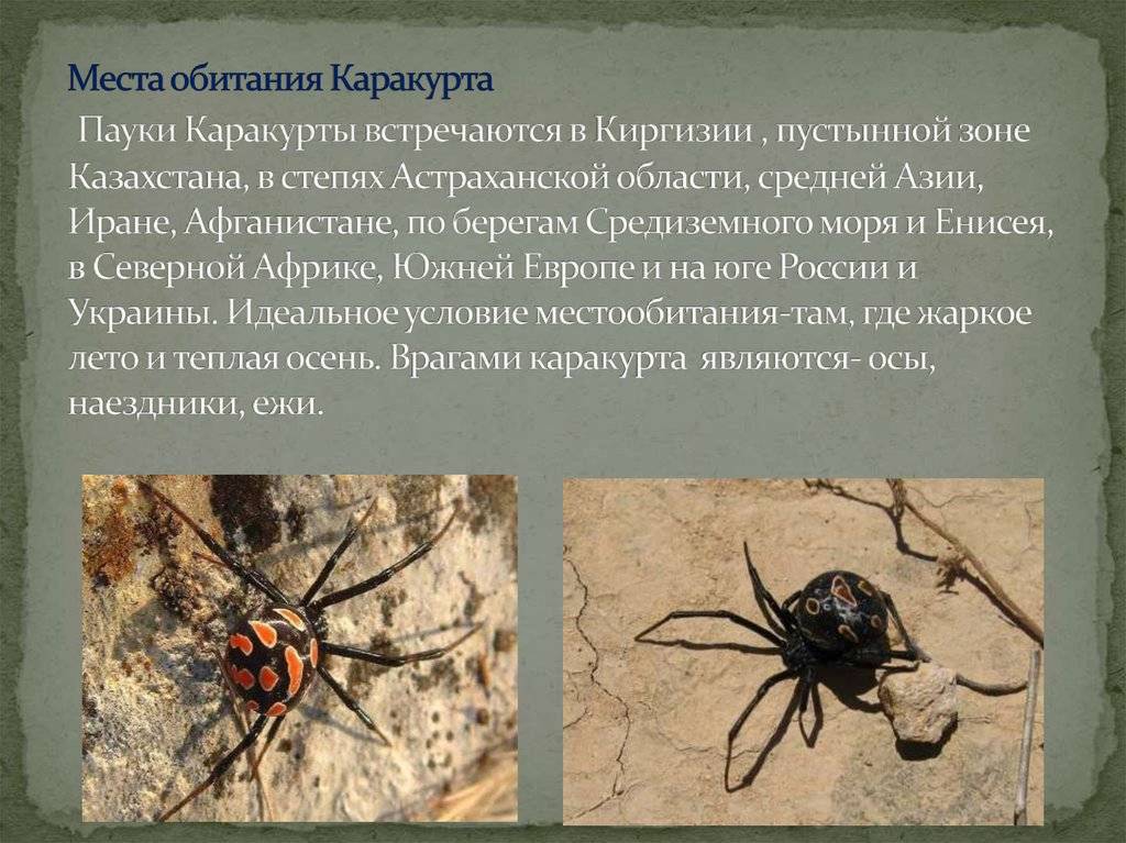 В крыму предложили спасаться от смертоносного паука спичками | forpost