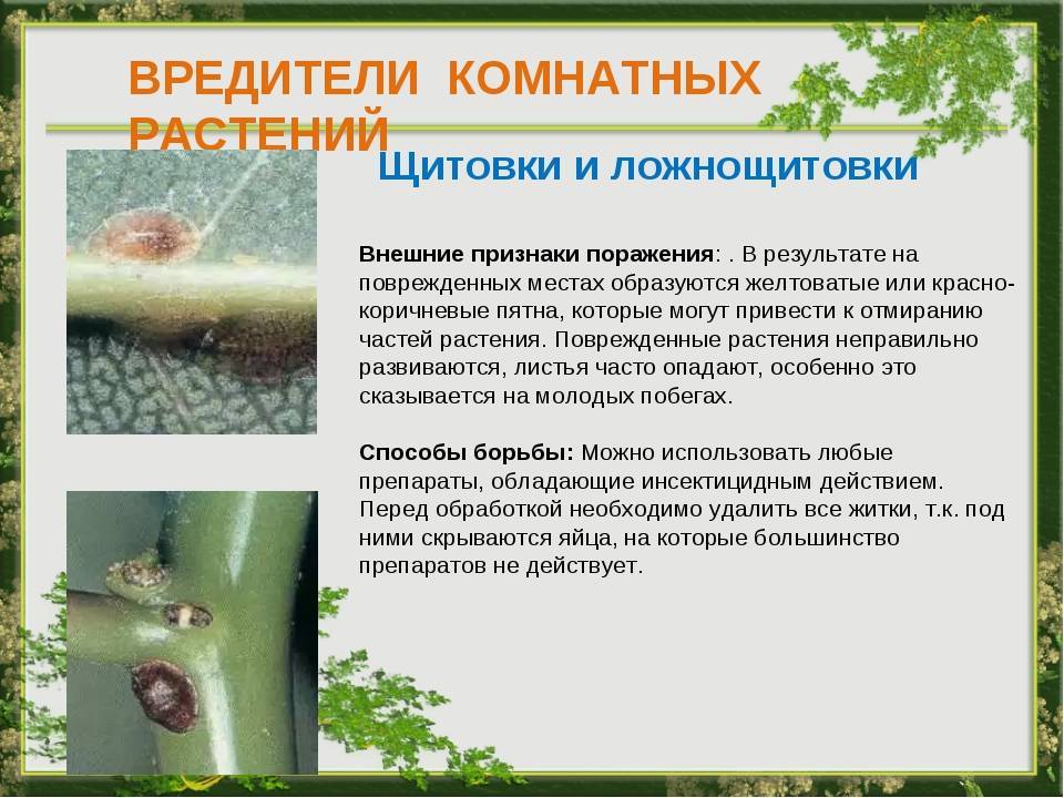 Щитовка: фото насекомого с защитным панцирем и борьба с ним