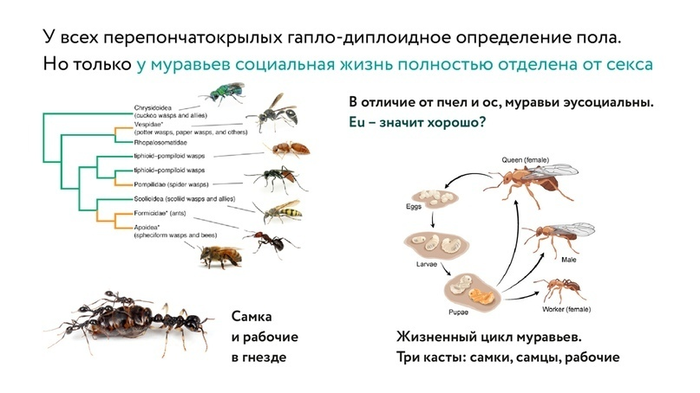 Какое развитие у муравьев. Цикл развития муравья схема. Жизненный цикл муравьев. Жизненный цикл муравья. Размножение муравьев схема.