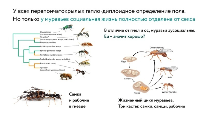 Муравей рыжий неполное превращение. Цикл развития муравья схема. Жизненный цикл муравья. Развитие с неполным превращением муравей. Стадии развития муравья схема.