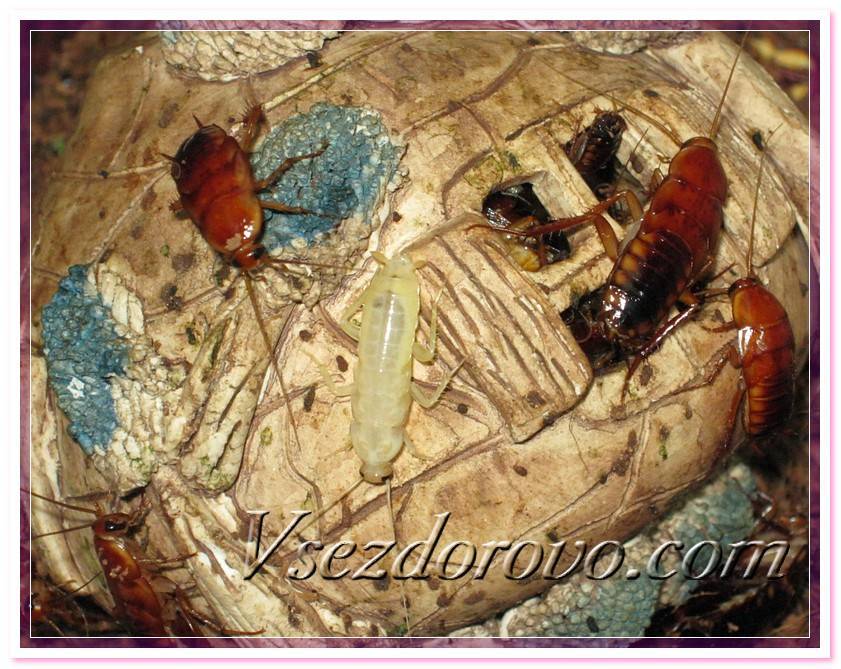 Мадагаскарский таракан - разведение и содержание в домашних условиях