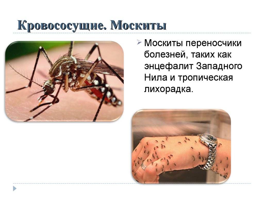 Зачем нужны комары и какая от них польза