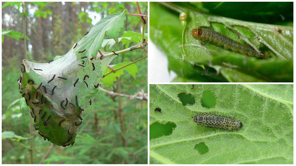 Калину едят гусеницы: как бороться с вредителем народными средствами