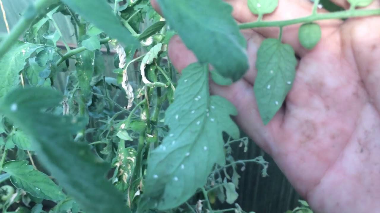 Белокрылка на томатах в теплице: как избавиться