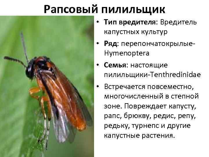 Пилильщик — прожорливая гусеница, которая может выпилить ваш сад - сибирский сад