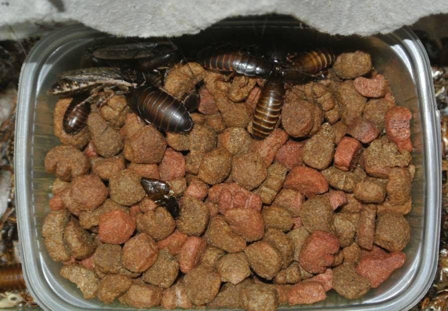 Таракан в доме: род насекомых для домашнего содержания