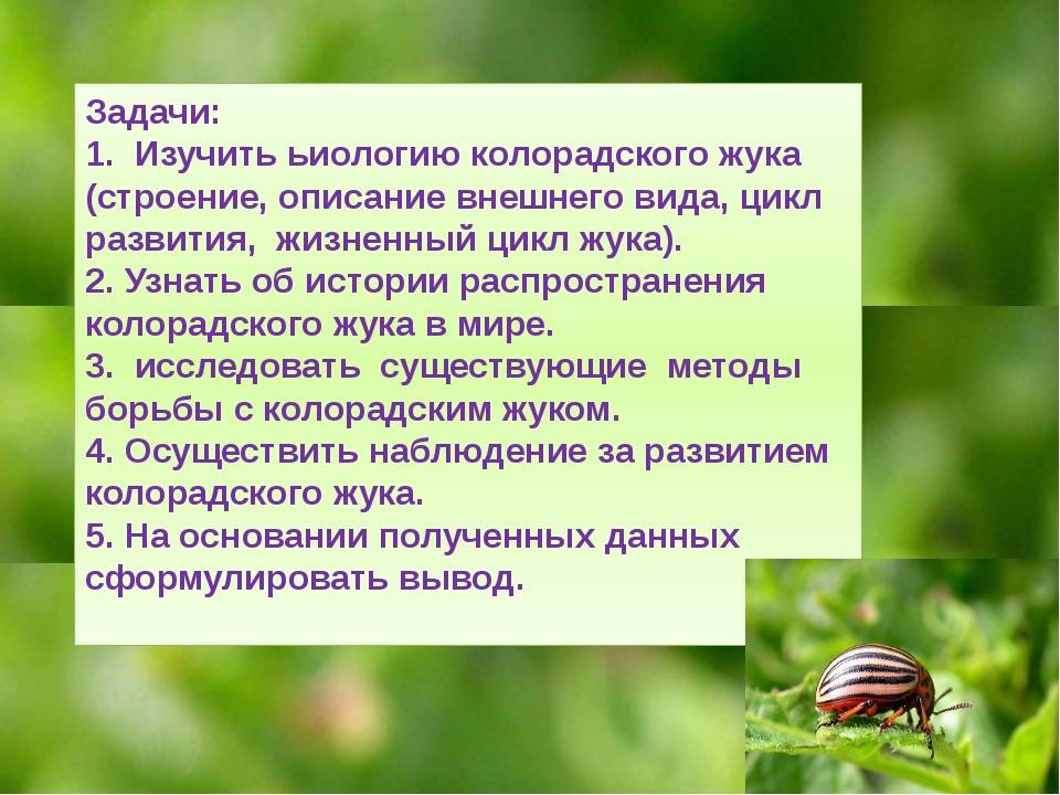 Колорадский жук: описание, фото и видео