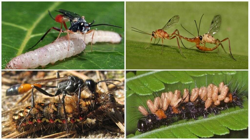Оса наездник: насекомое с длинным хвостом, что живут за счёт других