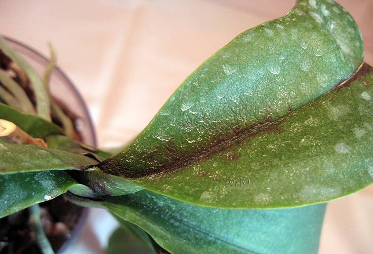 Паутинный клещ на орхидее: меры борьбы в домашних условиях, фото вредителя, а также как быстро от него избавитьсядача эксперт