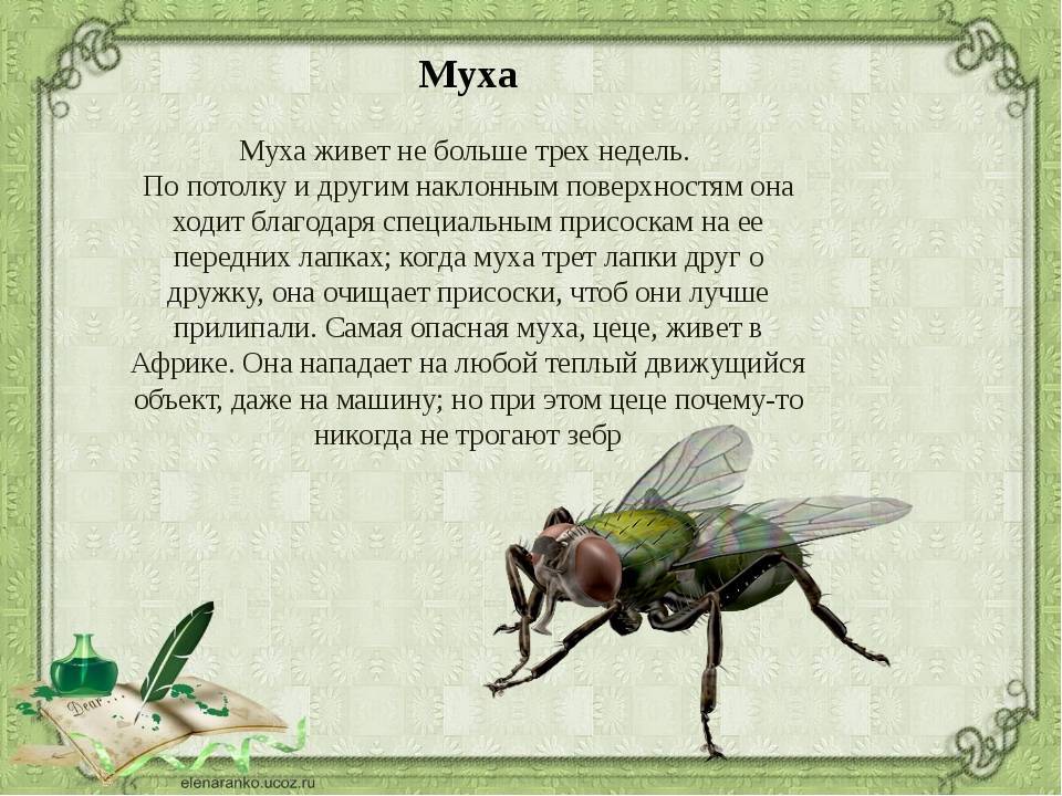 Сколько живут мухи, жизненный цикл мух