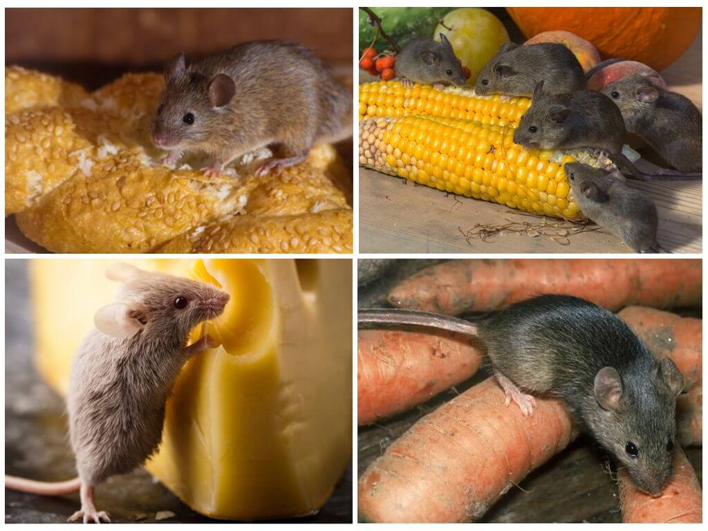Что можно домашним мышам. Мышь с едой. Что едят мыши. Декоративные мыши. Что кушает мышь домашняя.
