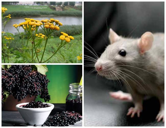 Какие запахи не любят мыши, как правильно использовать растительные отпугиватели  2021