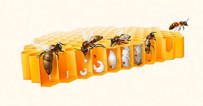 Пчелиный клещ варроа: описание и способы лечения
