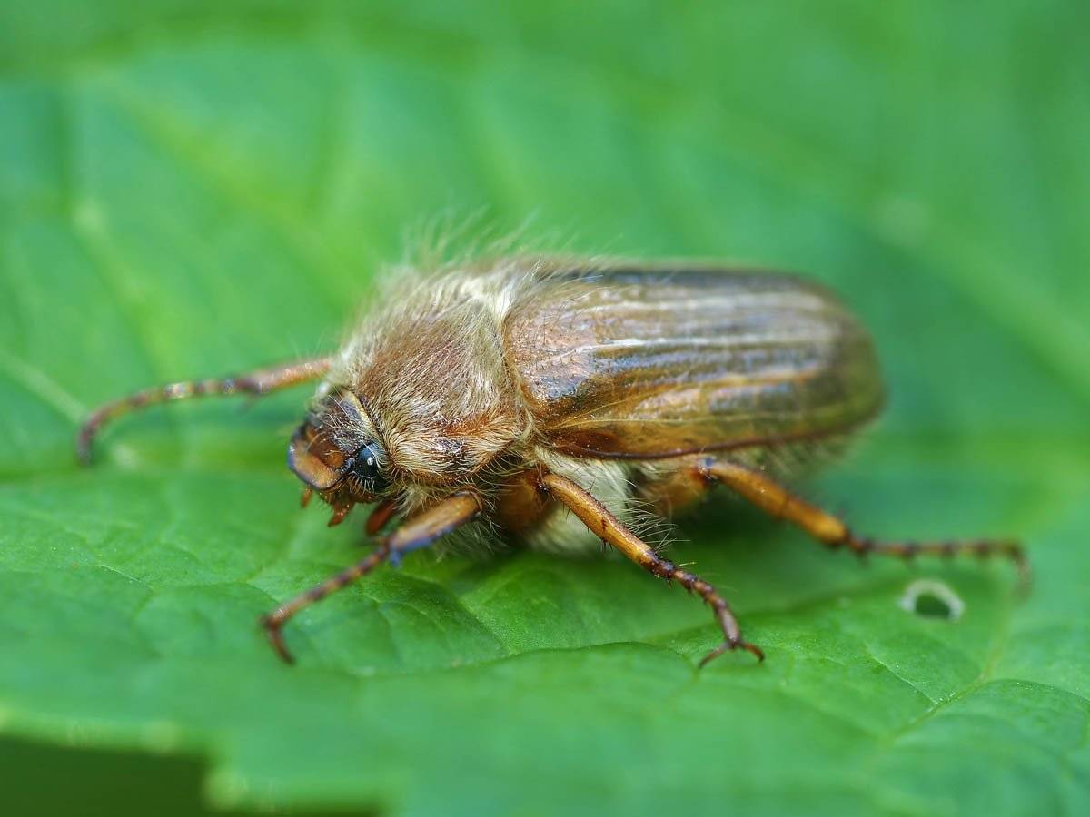 Нехрущ обыкновенный: июньский жук с большим аппетитом