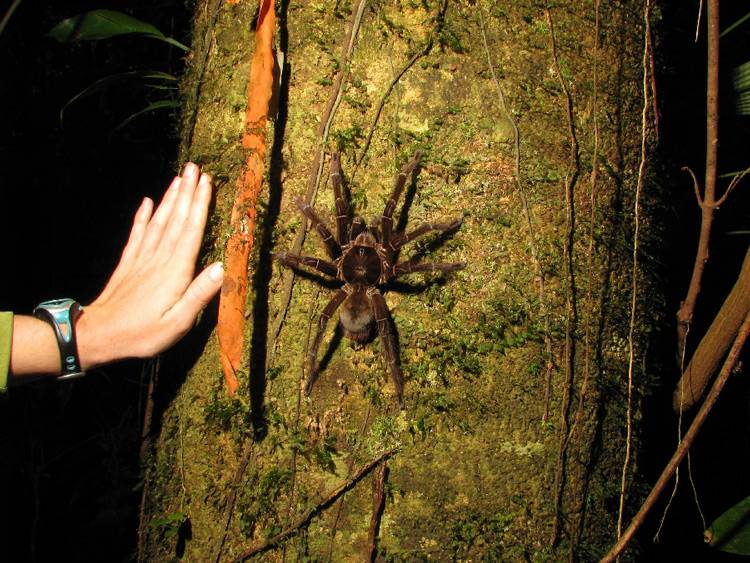 Самый большой паук в мире: топ-10 