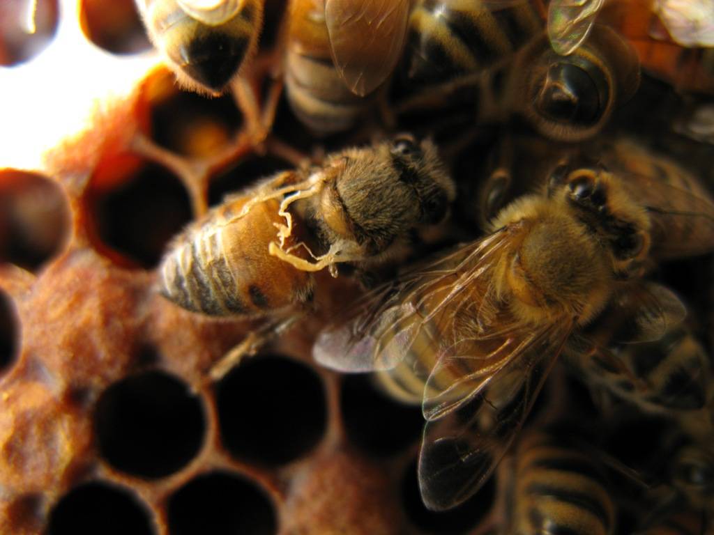 Как избавиться от пчел и ос на даче, в доме, на участке