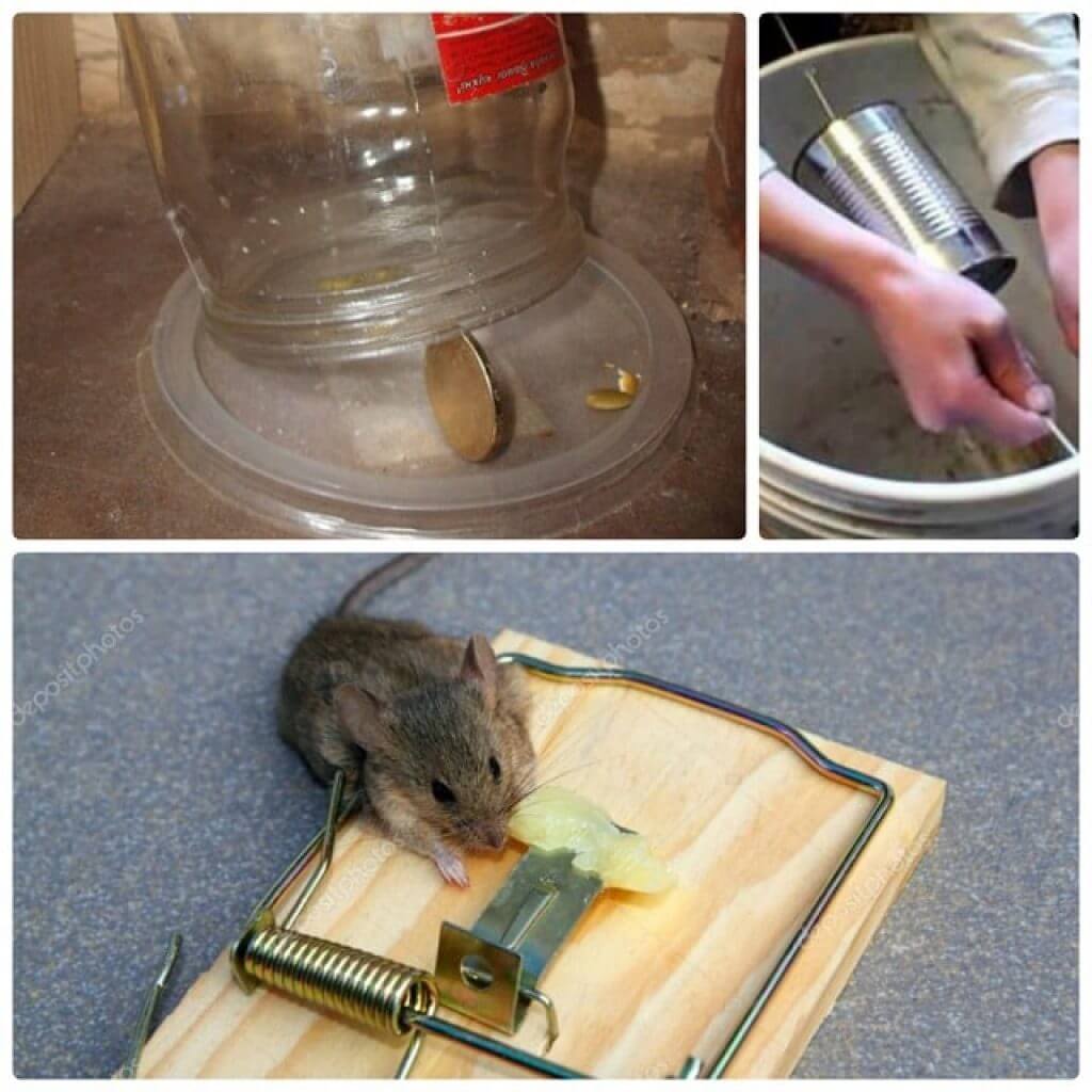 Как избавиться от мышей быстро?